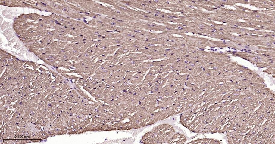 VDAC1 Mitochondrial Loading Control Antibody (5D173)