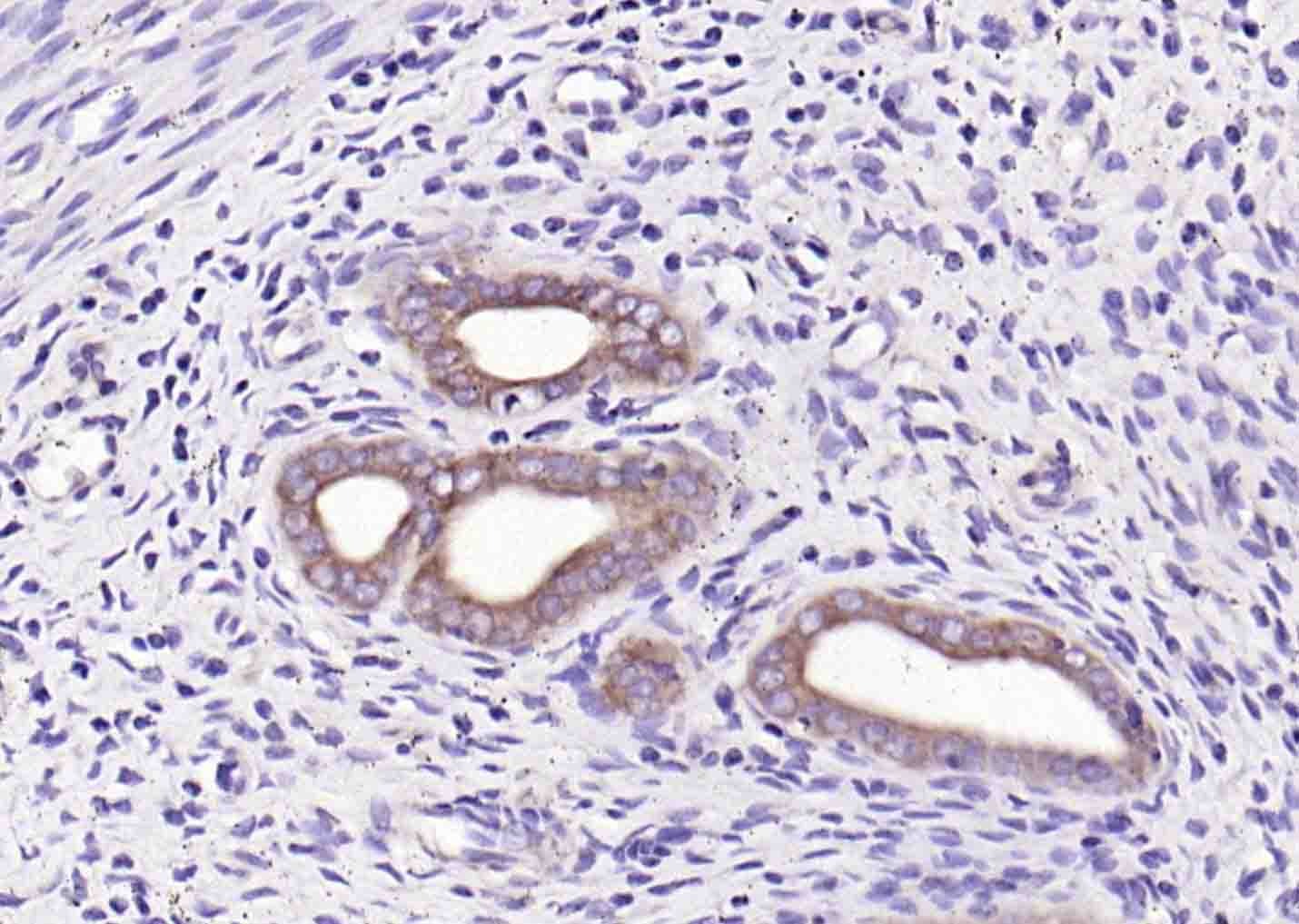 Anti-Wnt7b Polyclonal Antibody