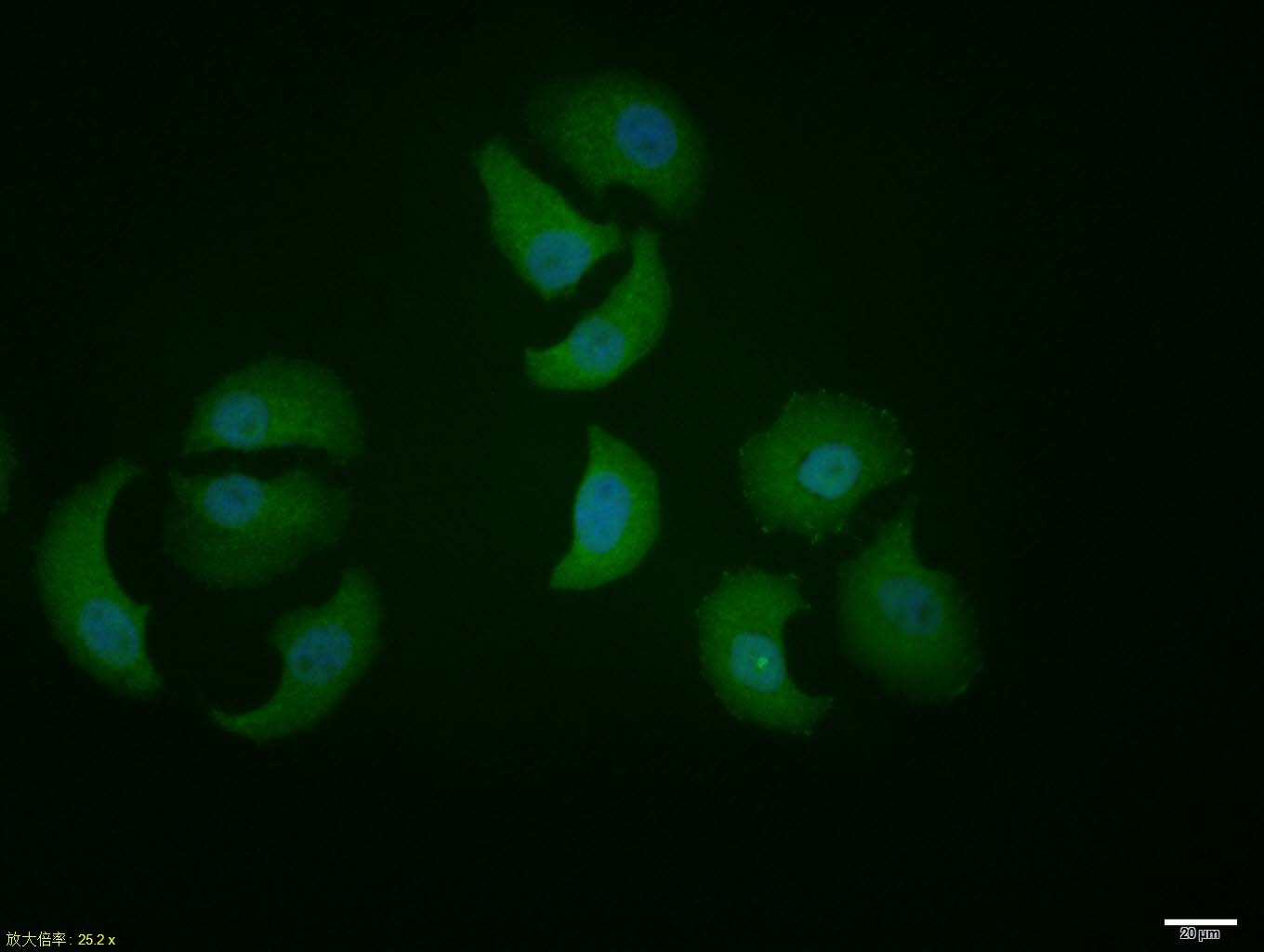 Anti-XBP1 Polyclonal Antibody