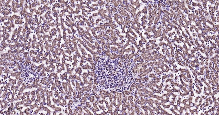 VDAC1 Mitochondrial Loading Control Antibody (5D173)