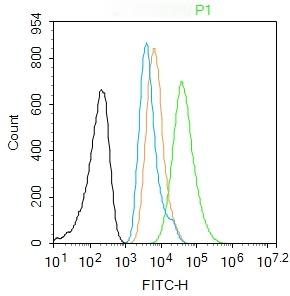 Anti-Vimentin Polyclonal Antibody 3