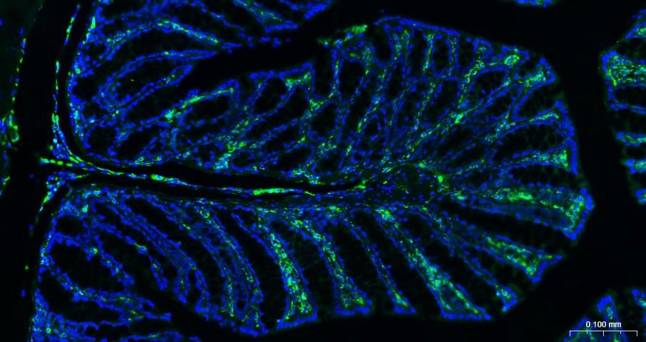 Anti-Vimentin Polyclonal Antibody