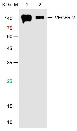 Anti-VEGFR2/KDR Polyclonal Antibody 2