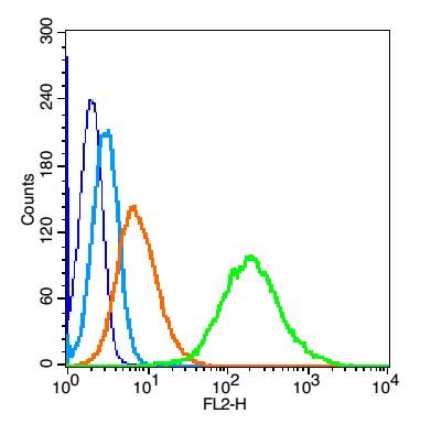 Anti-Vimentin Polyclonal Antibody