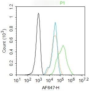 Anti-VEGFC Polyclonal Antibody