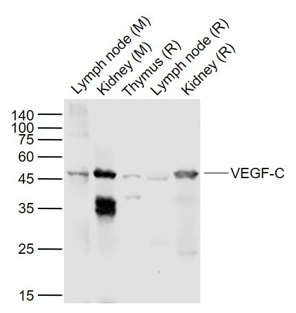 Anti-VEGFC Polyclonal Antibody