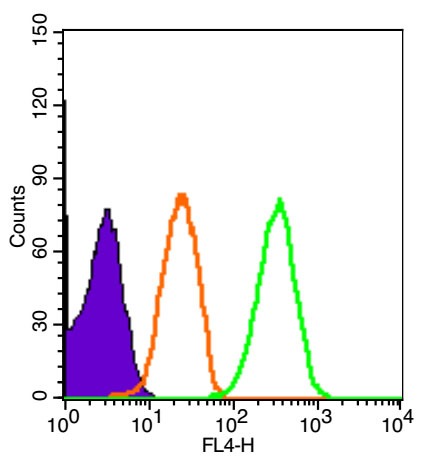 Anti-Von Willebrand Factor/vWF Polyclonal Antibody 2