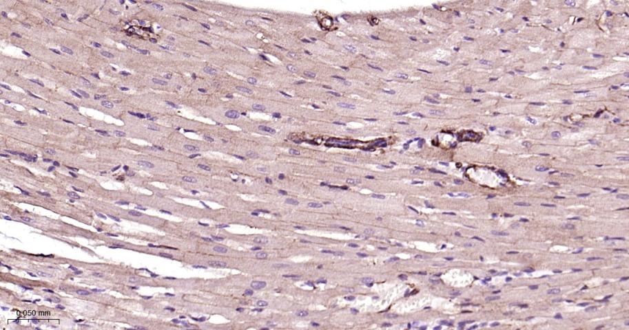 Vinculin Loading Control Antibody (5P889)