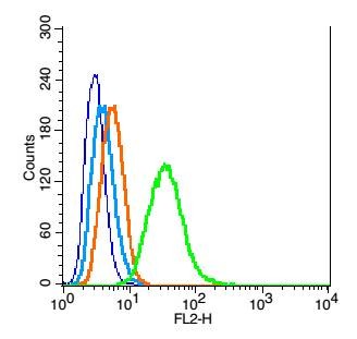 Anti-WDR26 Polyclonal Antibody