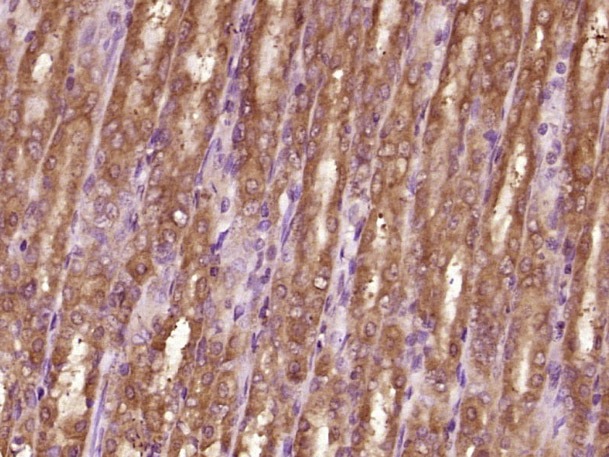 Anti-Vinculin Polyclonal Antibody