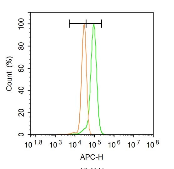 Anti-Vinculin Polyclonal Antibody