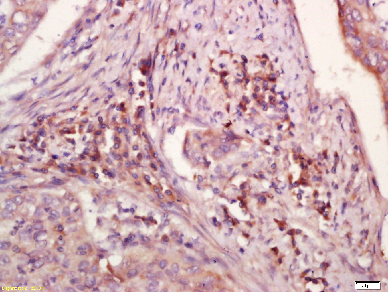 Anti-WDR26 Polyclonal Antibody