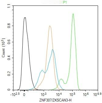 Anti-ZNF307/ZKSCAN3 Polyclonal Antibody