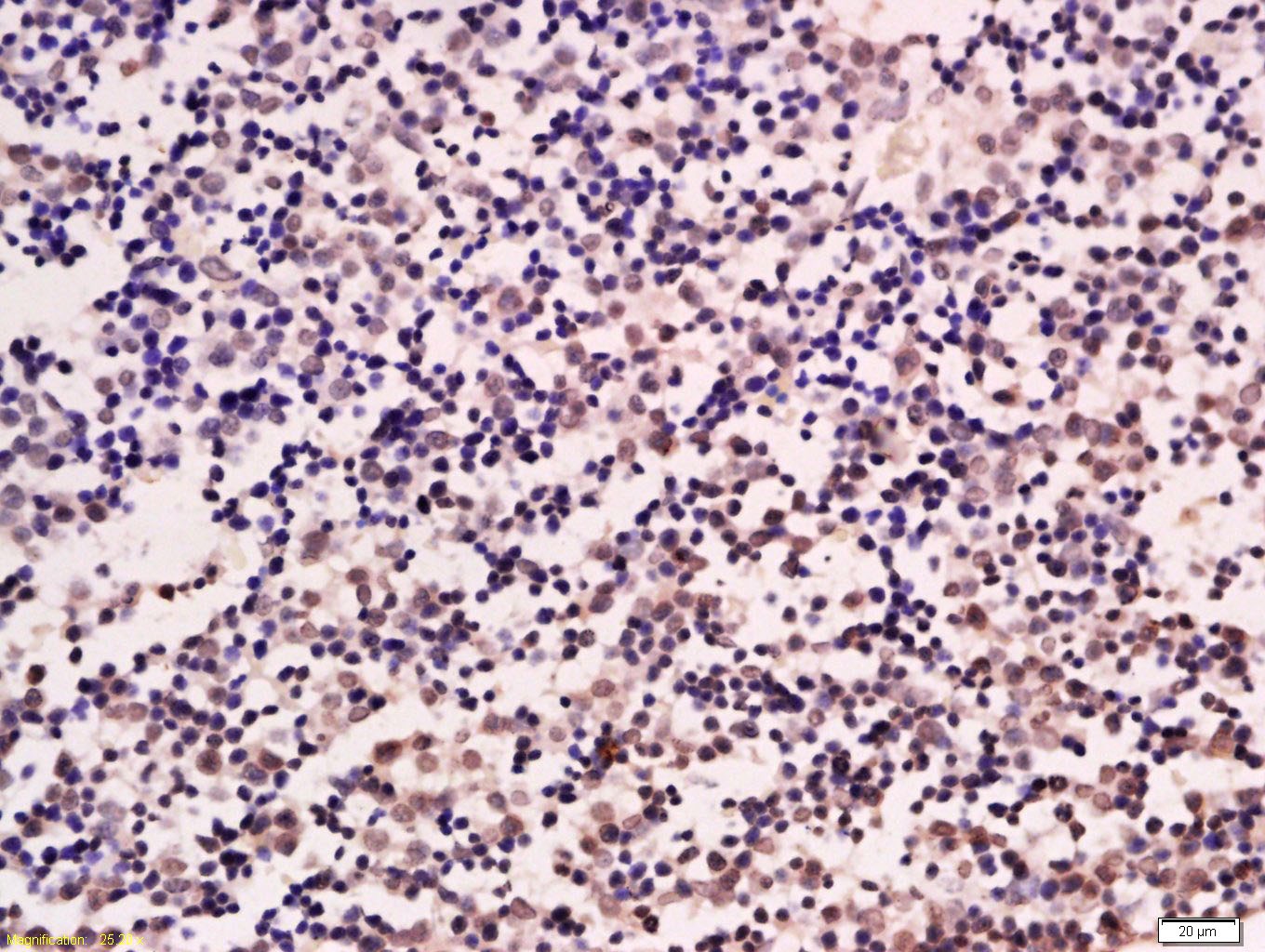 Anti-ZNF307/ZKSCAN3 Polyclonal Antibody