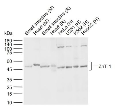 Anti-ZnT-1 Polyclonal Antibody