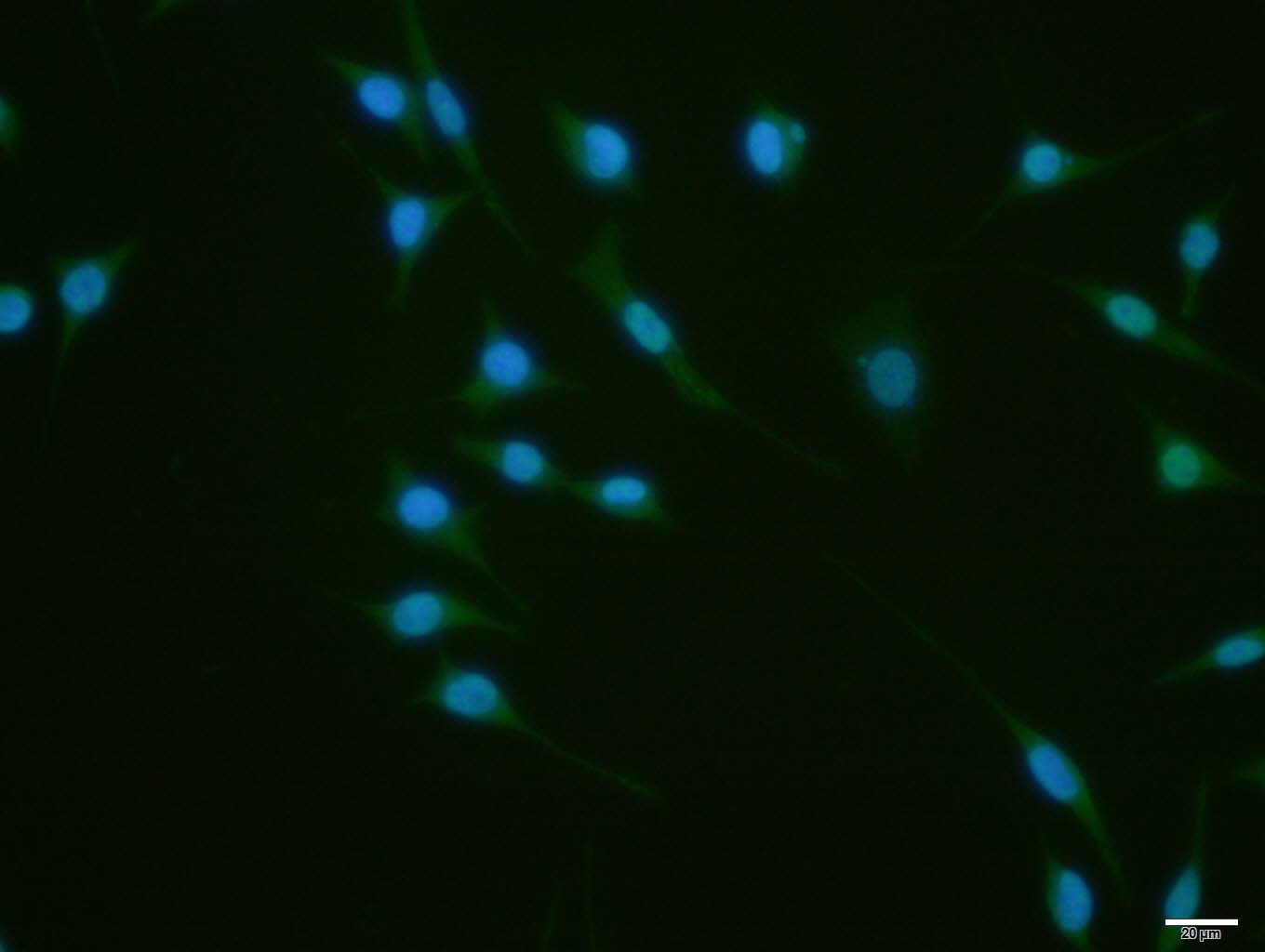 Anti-ZNF307/ZKSCAN3 Polyclonal Antibody