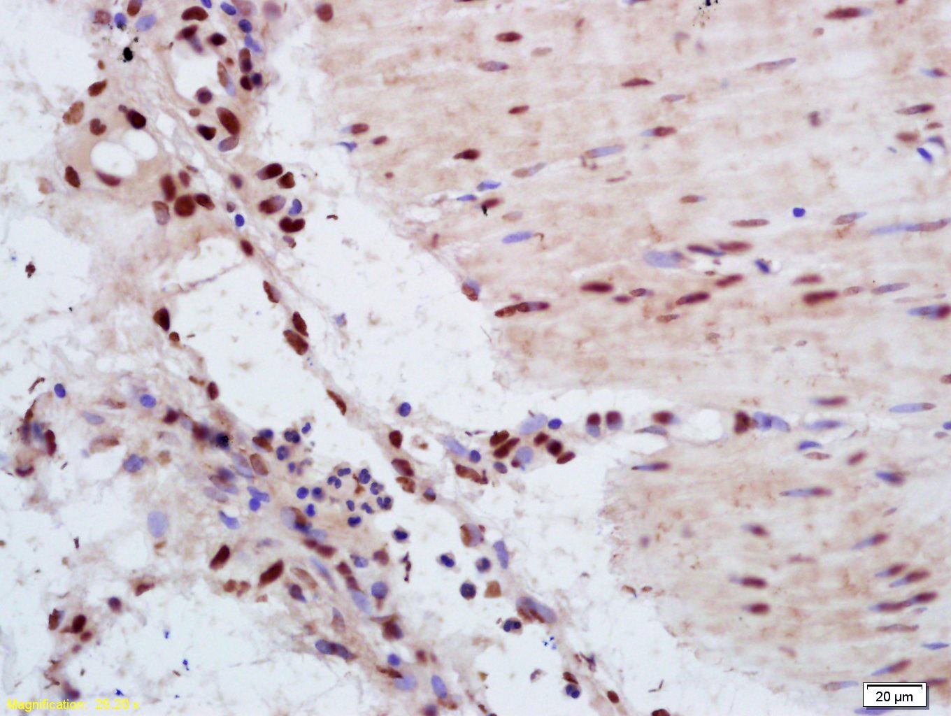 Anti-YAP1 Polyclonal Antibody