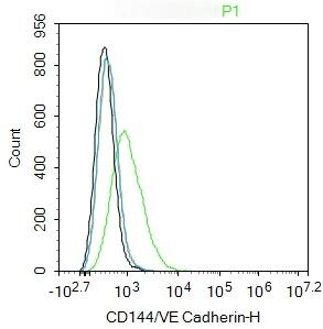 Anti-VE-Cadherin Polyclonal Antibody 2