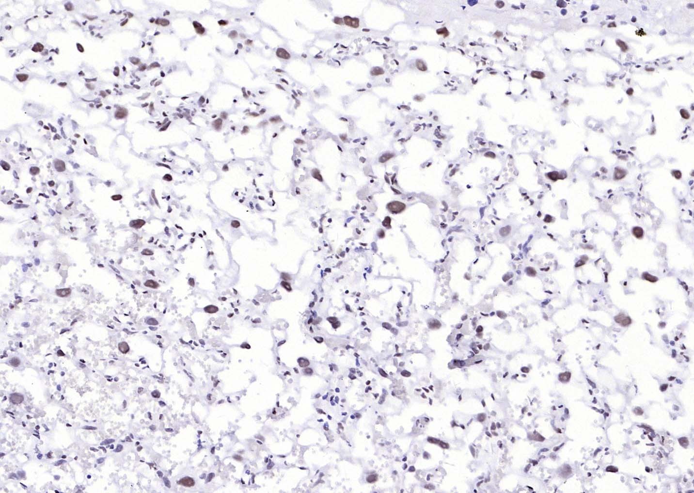 YY1 Nuclear Loading Control Antibody (3P967)