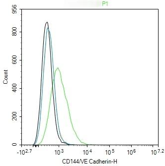 Anti-VE-Cadherin Polyclonal Antibody