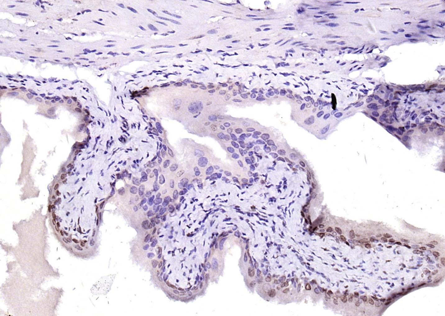 YY1 Nuclear Loading Control Antibody (3P967)