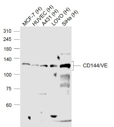 Anti-VE-Cadherin Polyclonal Antibody