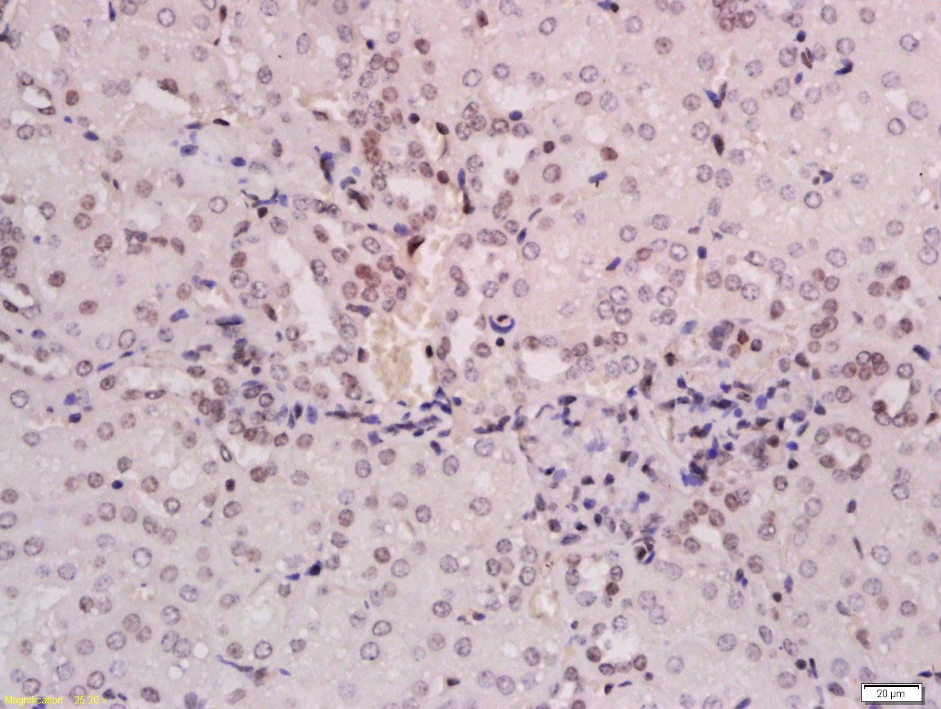 Anti-ZNF307/ZKSCAN3 Polyclonal Antibody