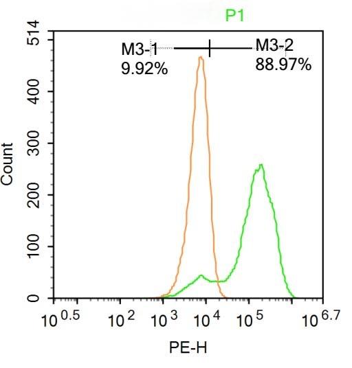 Anti-Wilms tumor/WT1 Polyclonal Antibody