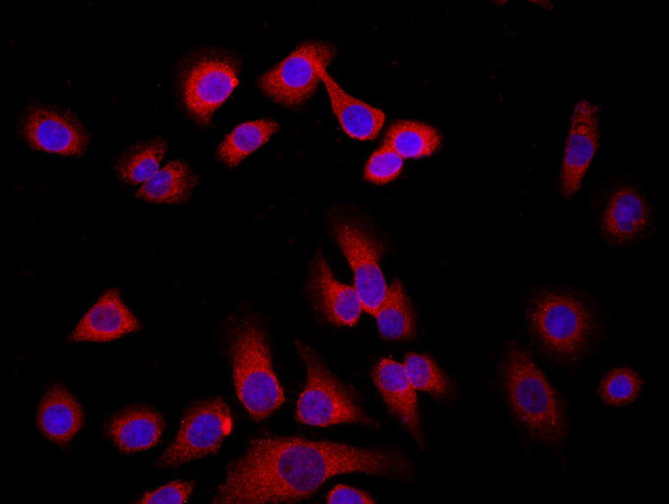 Anti-WDR26 Polyclonal Antibody