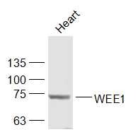 Anti-WEE1 Polyclonal Antibody