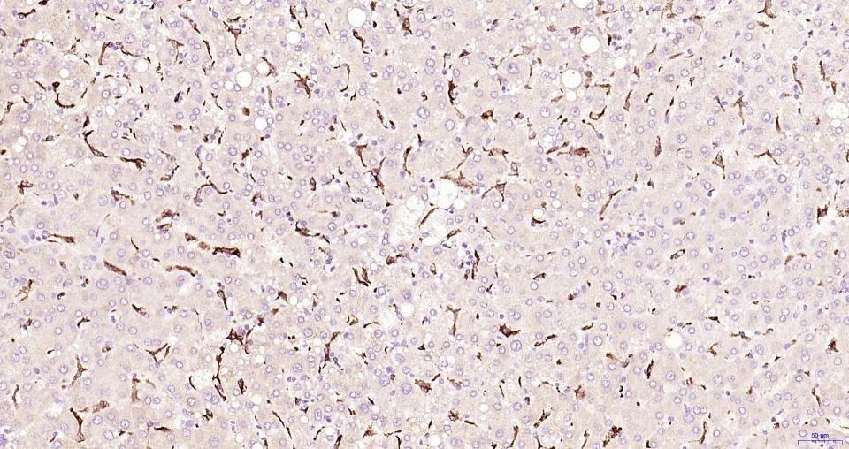 Anti-CD163 Polyclonal Antibody