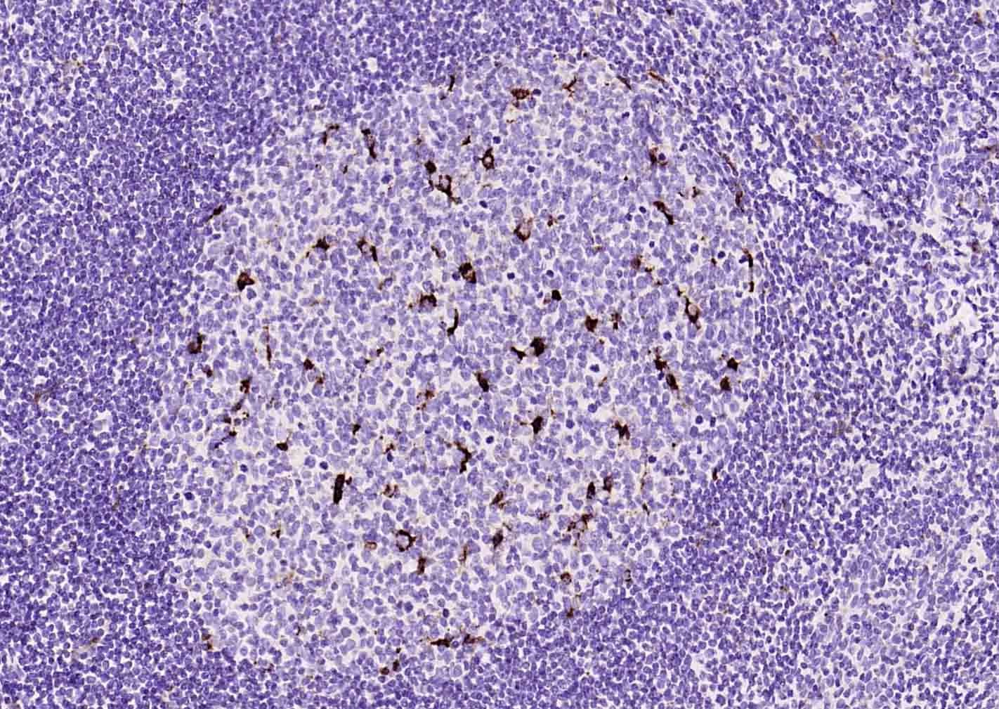 Anti-CD68 Antibody (8F211)