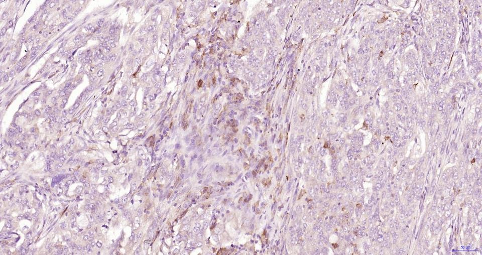 Anti-CD163 Polyclonal Antibody