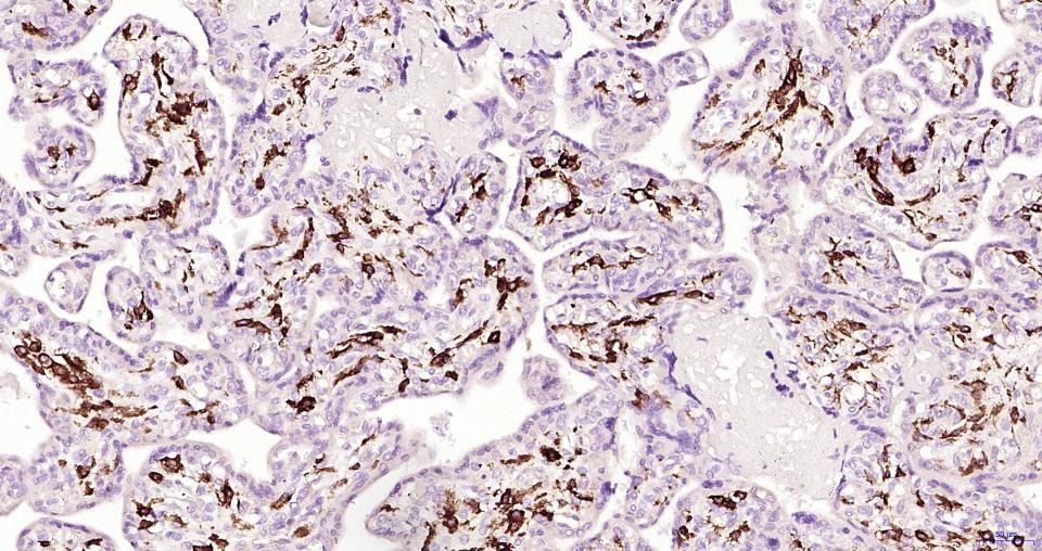 Anti-CD163 Polyclonal Antibody