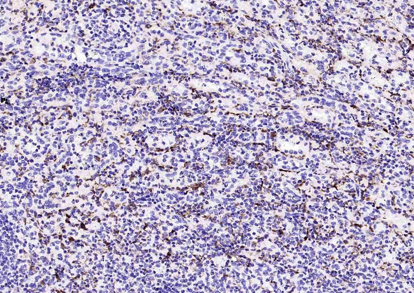 Anti-CD68 Antibody (8F211)