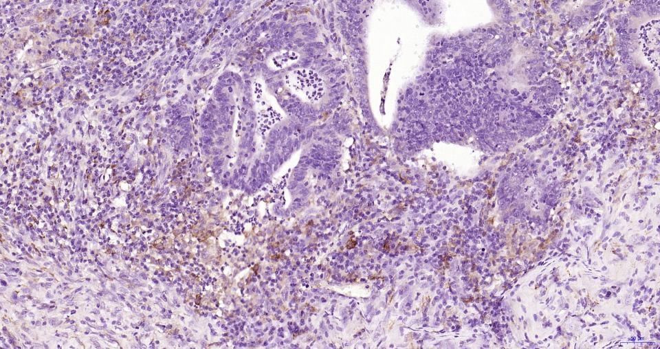 Anti-CD163 Polyclonal Antibody