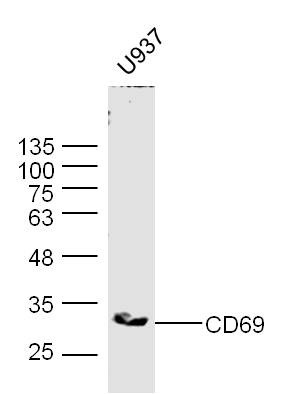 Anti-CD69 Polyclonal Antibody