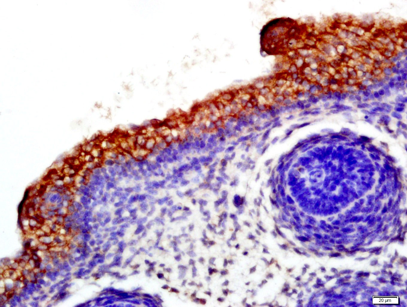 Anti-CD19 Polyclonal Antibody