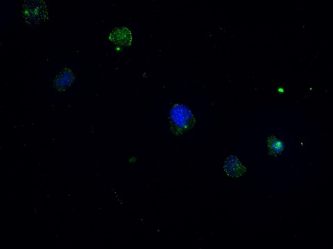 Anti-CD68 Antibody (2P747)