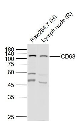 Anti-CD68 Polyclonal Antibody 2