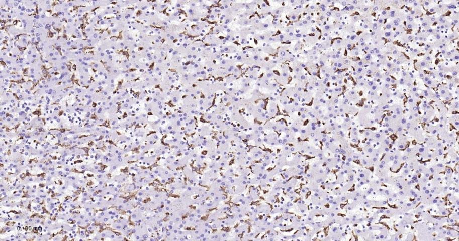 Anti-CD68 Antibody (2P747)