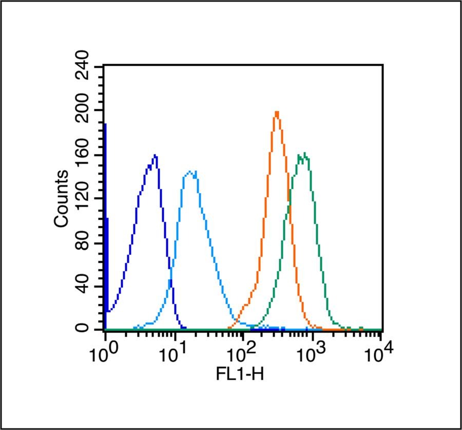 Anti-CD73 Polyclonal Antibody