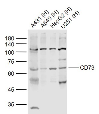 Anti-CD73 Polyclonal Antibody