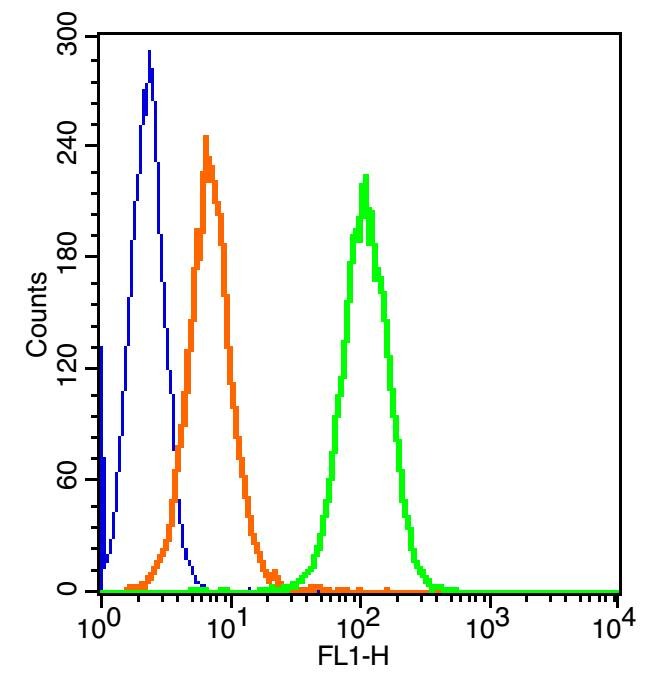 Anti-CD69 Polyclonal Antibody