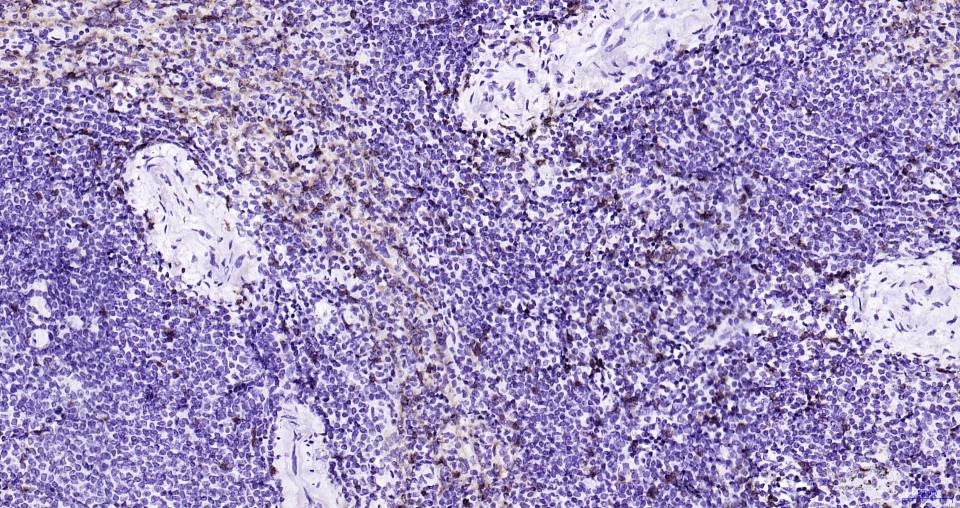 Anti-CD8 alpha Antibody (9O552)