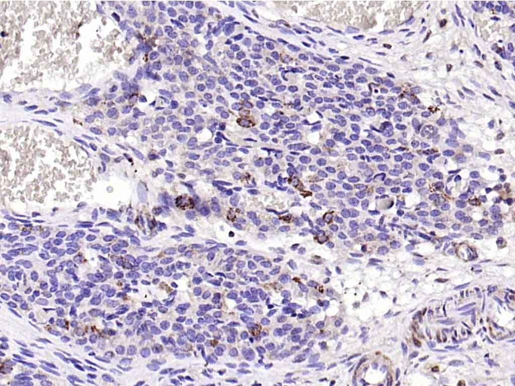 Anti-CD200 Polyclonal Antibody