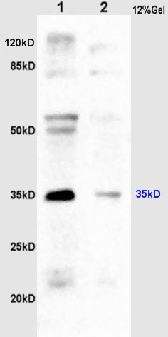 Anti-CD24 Polyclonal Antibody