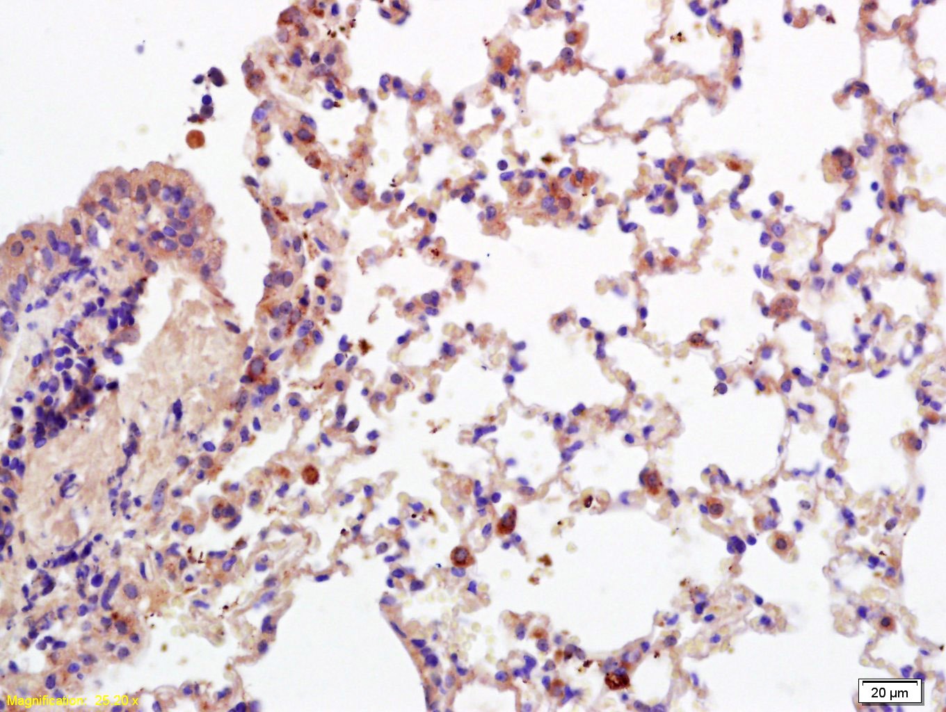 Anti-CD28 Polyclonal Antibody