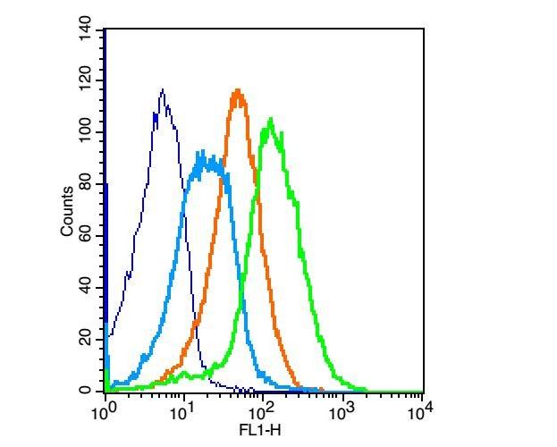 Anti-CD28 Polyclonal Antibody