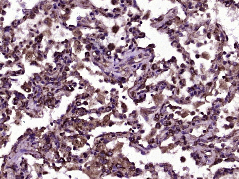 Anti-CD200 Polyclonal Antibody